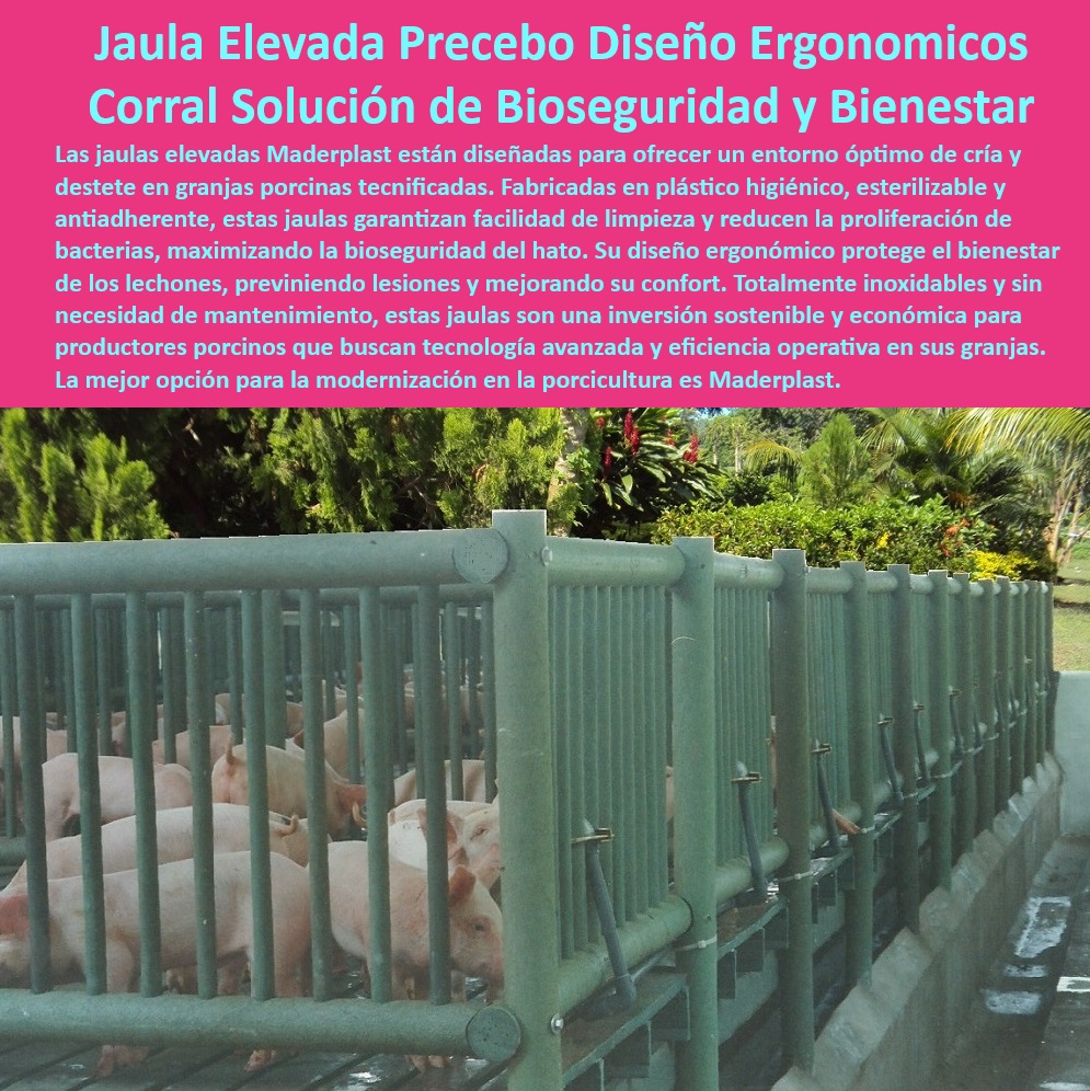 Jaulas de Piso Levantado Precebos Corrales Porcinos Elevados Maderplast Jaulas practicas para manejo de destetes porcinos Jaulas precebo con drenaje eficiente Jaulas resistentes a la corrosión para maternidades Diseño técnico Jaulas  0 Diseño técnico para jaulas de precebo. - Jaulas anticorrosivas para porcicultura - Reducción de bacterias en corrales. - ¿Cómo mejorar la bioseguridad en corrales porcinos? - Bioseguridad-En-Granjas - Materiales-Resistentes-Porcinos - ¿Dónde jaula encontrarás higiénicas para precebos? - Infraestructura avanzada para cría de cerdos - Jaulas-Anticorrosivas-Porcicultura - Jaulas desmontables para manejo porcino - Jaulas ergonómicas para bienestar animal. - Corrales elevados bioseguridad cerdos - Soluciones sostenibles para porcicultura - Jaulas de bajo mantenimiento para granjas - Diseño-Ergonómico-Porcicultura - Instalaciones libres de corrosión en granjas. - Soluciones modernas en destetes porcinos - Jaulas técnicas para granjas tecnificadas - Optimización de espacio en instalaciones porcinas - Manejo eficiente en maternidades porcinas - Pisos elevados para bienestar porcino - Jaulas con diseño práctico y duradero. - Manejo eficiente de los desaires - Materiales higiénicos en instalaciones porcinas. - Jaulas plásticas resistentes para destetes - Corrales-Porcinos-Higiénicos - ¿Qué jaulas ofrecen drenaje eficiente para cerdos? - Sistemas plásticos en maternidades tecnificadas - Bioseguridad avanzada en instalaciones porcinas - Pisos-Levantados-Para-Lechones - ¿Qué jaulas son ideales para destete de cerdos? - Jaulas seguras y ergonómicas para lechones - Jaulas-Elevadas-Precebos - Drenaje eficiente - Corrales - Soluciones-Tecnificadas-Cerdos - Jaulas elevadas precebos higiénicas - Drenaje rápido en corrales porcinos - ¿Cuáles son las mejores jaulas plásticas para maternidad porcinas? - Reducción de lesiones en lechones - Soluciones personalizadas para granjas porcinas Jaulas de Piso Levantado Precebos Corrales Porcinos Elevados Maderplast - Jaulas practicas para manejo de destetes porcinos - Jaulas precebo con drenaje eficiente - Jaulas resistentes a la corrosión para maternidades - Diseño técnico Jaulas