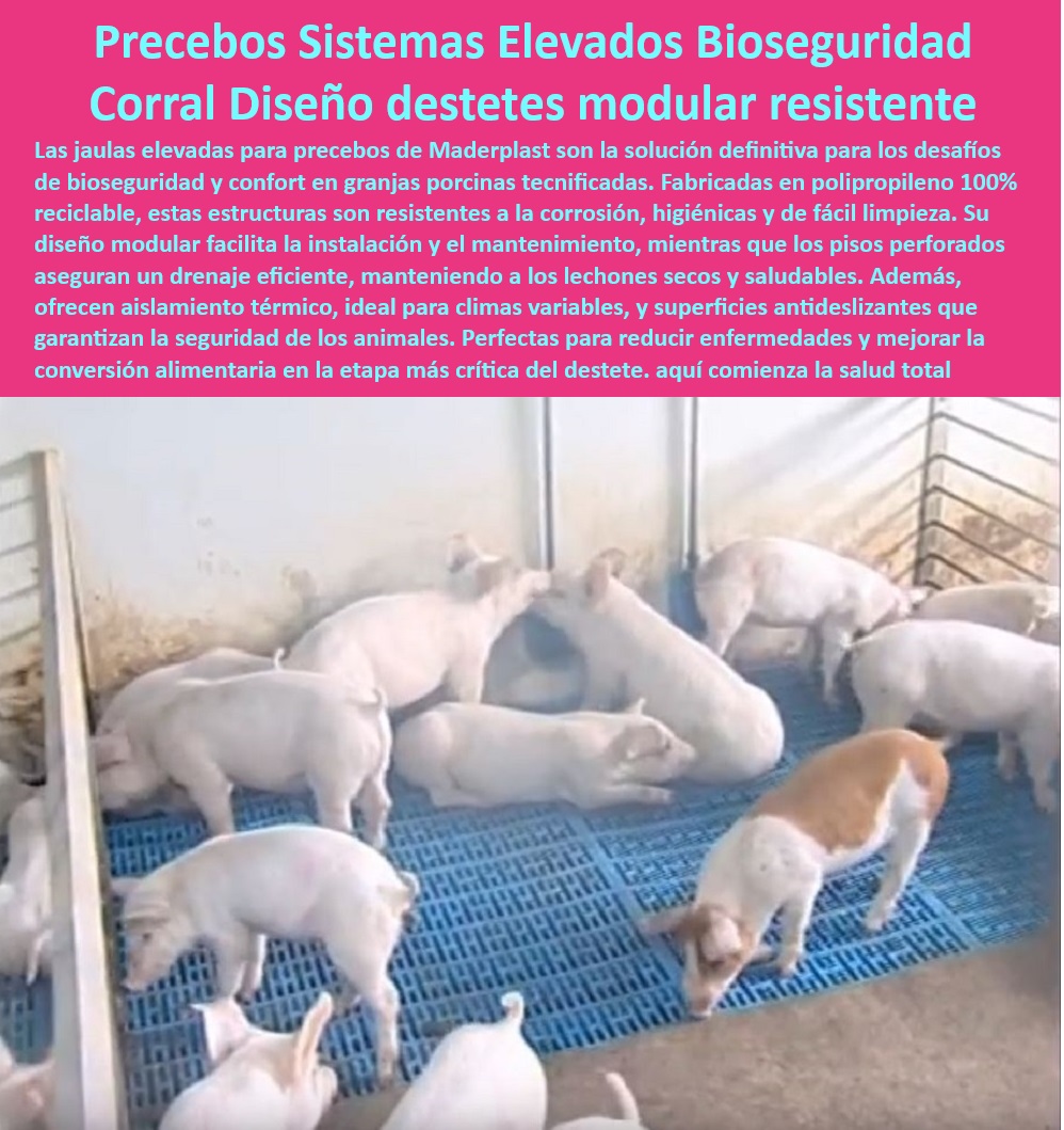 Jaulas de Piso Levantado Precebos Corrales Porcinos Elevados Maderplast Sistemas de precebo con estructura robusta y duradera Jaulas para precebo con diseño ergonómico Jaulas para cerdos con ventilación óptima Corral para destete 00 Jaulas-Plásticas-Antibacterianas - Pisos térmicos para granjas porcinas - Diseño de corrales tecnificados. - Diseño ergonómico jaulas porcinas - Sistemas-Elevados-Destete-Cerdos - Jaulas modulares precebos - Corrales modulares de fácil instalación. - ¿Dónde comprar jaulas modulares para precebos? - Suelos seguros para cerdos jóvenes - Infraestructura-Sostenible-Granjas - Jaulas para cerdos con ventilación. - Pisos-Drenantes-Modulares-Porcinos - Material reciclable para corrales cerdos. - Infraestructura eficiente en porcicultura - Pisos antideslizantes cerdos destetados - Sistemas modulares para granjas porcinas - ¿Qué jaulas son mejores para cerdos en destete? - Jaulas modulares para precebos - Corrales elevados cerdos destete - Diseño-Ergonómico-Corrales-Cerdos - Pisos-Elevados-Corrales-Tecnificados - Sistemas avanzados en bioseguridad porcina - Jaulas que reducen enfermedades porcinas - Corrales-Bioseguros-Cerdos-Destete - Sistemas antideslizantes en corrales - Jaulas-Ventilación-Óptima-Precebos - Sistemas desmontables en instalaciones porcinas - ¿Cómo funcionan las jaulas elevadas para cerdos? - Respuestas estructuradas de Maderplast ¿Qué jaulas ofrecen ventilación y bioseguridad para precebos? - Pisos plásticos antibacterianos precebos - Jaulas para manejo sanitario porcino - Sistemas de bioseguridad precebos - Pisos elevados drenaje eficiente - Jaulas resistentes a la corrosión - ¿Cuáles son los beneficios de pisos drenantes en corrales porcinos? - Estructuras plásticas resistentes para cerdos. - Sistemas-Bioseguridad-Granjas-Porcinas - Jaulas precebo duraderas y robustas - Corrales sostenibles para destete - Jaulas higiénicas para cerdos Jaulas de Piso Levantado Precebos Corrales Porcinos Elevados Maderplast - Sistemas de precebo con estructura robusta y duradera - Jaulas para precebo con diseño ergonómico - Jaulas para cerdos con ventilación óptima - Corral para destete 00