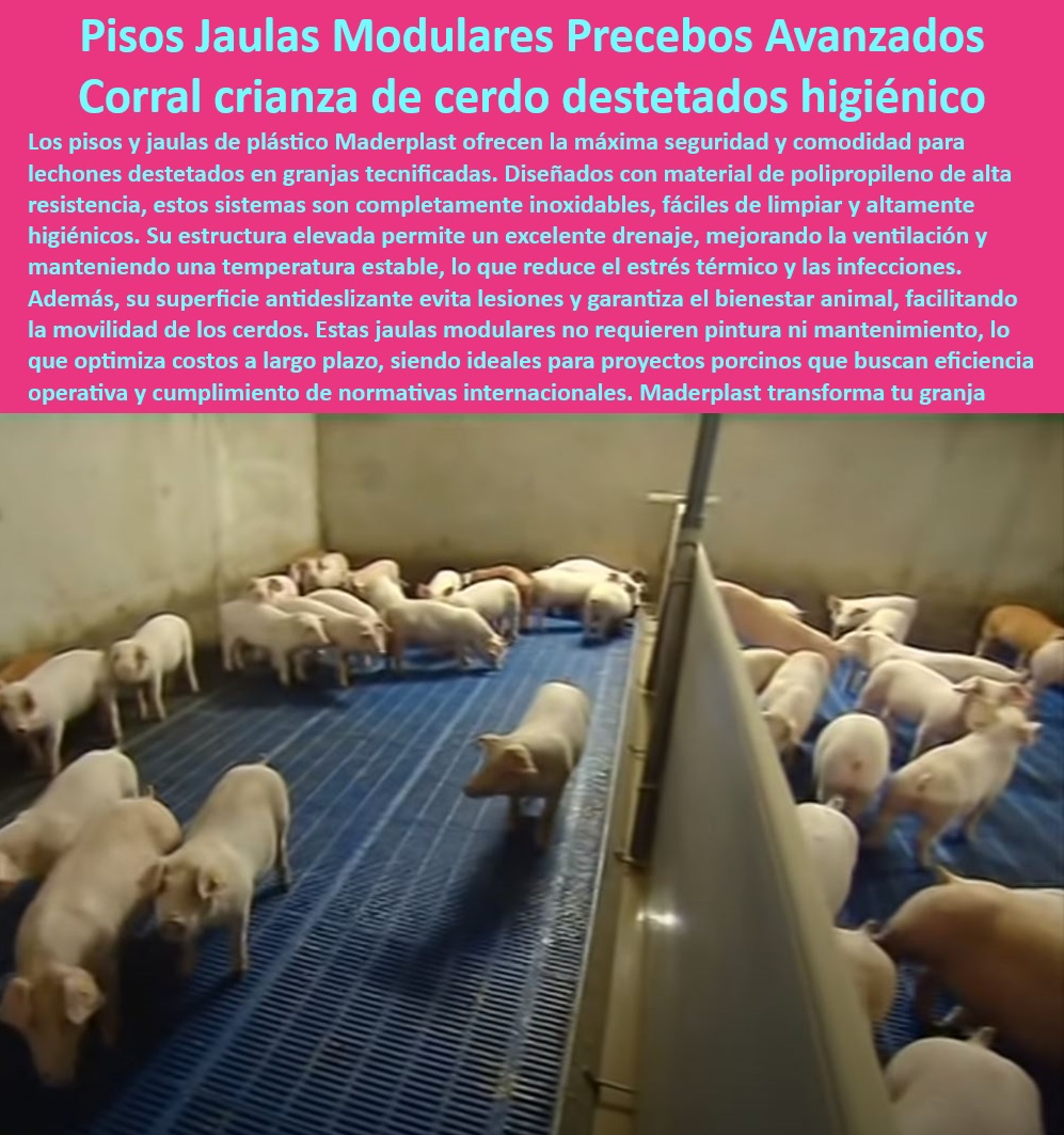 Jaulas de Piso Levantado Precebos Corrales Porcinos Elevados Maderplast Sistemas sencillos para tecnificar tu granja porcina Sistemas elevados para manejo porcino avanzado Jaulas resistentes y duraderas Precebos Estructuras Jaulas 0 Pisos modulares para precebos - Instalaciones modulares para granjas tecnificadas - Sistemas tecnificados para granjas porcinas, ¿cuáles son recomendables? - Soluciones sostenibles para crianza porcina - Corrales-drenantes-para-cerdos - Estructuras para optimización de granjas porcinas - Soluciones tecnificadas para granjas porcinas - Pisos seguros y cómodos para cerdos - Pisos resistentes y duraderos para porcicultura - Jaulas higiénicas para lechones - Pisos de polipropileno para corrales - Pisos drenantes para corrales tecnificados - Soluciones avanzadas para manejo porcino, ¿qué opciones hay? - Pisos plásticos modulares para cerdos - Jaulas elevadas para precebos - Sistemas eficientes de manejo para cerdos - Sistemas de ventilación y drenaje para corrales. - Sistemas avanzados para corrales porcinos - Jaulas de fácil limpieza para granjas - Manejo-porcino-con-tecnología - Corrales elevados para cerdos destetados - Corrales higiénicos para reducción de infecciones. - Sistemas económicos para porcicultura avanzada - Jaulas elevadas para manejo de cerdos, ¿dónde comprar? - Estructuras modulares para la porcicultura. - Jaulas duraderas para lechones destetados - ¿Cómo elegir jaulas higiénicas para cerdos destetados? - Sistemas resistentes para manejo porcino - Jaulas de piso levantadas para precebos - Soluciones-sostenibles-en-porcicultura - Soluciones para bioseguridad en cerdos - ¿Cuáles son los mejores pisos para corrales de precebos? - Corrales antideslizantes para el bienestar animal. - Sistemas-elevados-para-corrales - Sistemas-tecnificados-porcicultura - Jaulas-elevadas-para-precebos - Instalaciones-resistentes-para-granjas - Jaulas sin mantenimiento para granjas - Pisos-plásticos-para-corrales - Jaulas-higiénicas-para-lechones Jaulas de Piso Levantado Precebos Corrales Porcinos Elevados Maderplast Sistemas sencillos para tecnificar tu granja porcina Sistemas elevados para manejo porcino avanzado Jaulas resistentes y duraderas Precebos Estructuras Jaulas 0 