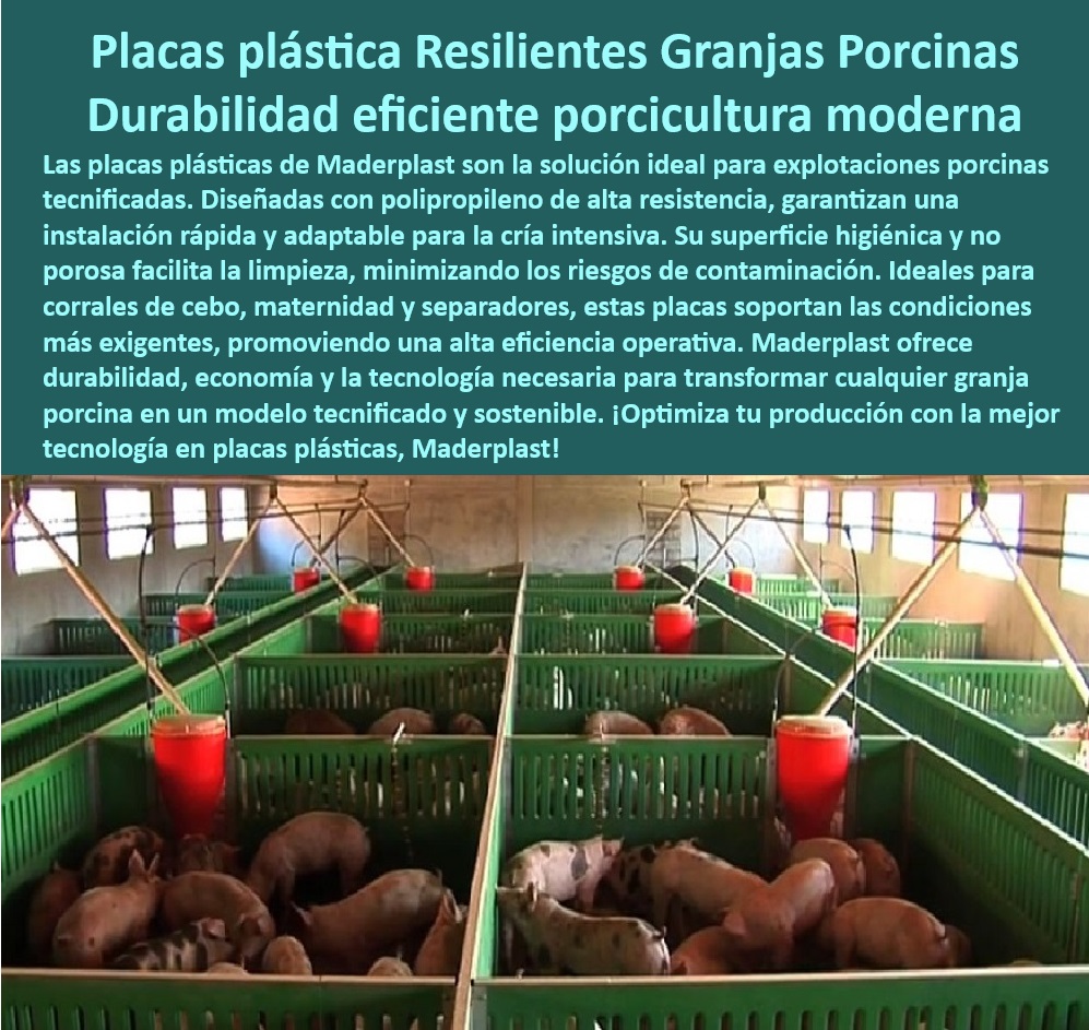 Paneles Plásticos Modulares para Corrales de Cerdos Maderplast Sistemas Modulares de Fácil Instalación para Cerdos Sistemas de Bioseguridad en Granjas Porcinas Sistemas Modulares para Granjas Cerdos Tecnificadas Materiales Plásticos 0 Jaulas y separadores de plásticos para cerdos. - Tecnología en paneles para granjas modernas - Instalaciones-Tecnificadas-Cerdos - Placas Plásticas Corrales - Bioseguridad-Granjas-Cerdos - Materiales higiénicos para proyectos porcinos. - Soluciones eficientes para corrales tecnificados - Estructuras-Sostenibles-Corrales - Sistemas Higiénicos Porcinos - Instalaciones libres de contaminación para cerdos - Sistemas de cría intensiva con bioseguridad - Pisos modulares porcinos - Materiales resistentes a la corrosión para cerdos. - Paneles adaptables para instalaciones porcinas - Placas diseñadas para optimizar el bienestar animal. - Estructuras sostenibles para granjas de cerdos - ¿Qué materiales plásticos son más duraderos para granjas? - Paneles resistentes para granjas tecnificadas - Materiales plásticos para granjas bioseguras - ¿Cómo instalar paneles modulares en granjas porcinas? - Pisos modulares para maternidad porcina - ¿Dónde encontrar sistemas higiénicos para cerdos? - Sistemas modulares para bioseguridad en granjas - Paneles-Plásticos-Resistentes - Placas higiénicas de polipropileno - Soluciones plásticas para cría intensiva - Materiales duraderos para granjas porcinas. - ¿Qué placas plásticas son ideales para corrales de cerdos? - Pisos-Plásticos-Granjas - Placas especializadas para manejo de cerdos - Sistemas de fácil limpieza en corrales - ¿Cómo optimizar la bioseguridad en granjas porcinas? - Materiales-Duraderos-Granjas - Tecnología-Modular-Corrales - Pisos higiénicos para maternidad de cerdos. - Placas plasticas para corrales porcinos - Paneles económicos y sostenibles para cerdos - Paneles resistentes al desgaste para granjas - Soluciones innovadoras para corrales de cebo - Pisos antideslizantes para corrales porcinos Paneles Plásticos Modulares para Corrales de Cerdos Maderplast - Sistemas Modulares de Fácil Instalación para Cerdos - Sistemas de Bioseguridad en Granjas Porcinas - Sistemas Modulares para Granjas Cerdos Tecnificadas - Materiales Plásticos