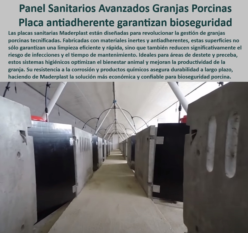 Paneles Plásticos Porcícolas Placas Higiénicas Granjas De Cerdos Maderplast Estructuras plásticas resistentes para alto tráfico de cerdos Suelos higiénicos para reducir el estrés animal Cómo hacer corrales más higiénicos para cerdos  0 Placas antihumedad para granjas. - ¿Qué materiales son más duraderos para los corrales de cerdos? - Sistemas de placas higiénicas modulares - Paneles-Sanitarios-Para-Granjas - ¿Qué placas plásticas son ideales para bioseguridad en cerdos? - Paneles plásticos higiénicos porcinos - ¿Cómo mejorar la higiene en áreas de preceba porcina? - Tecnología para optimizar la higiene en granjas - Innovación en bioseguridad porcina - Higiene avanzada en instalaciones porcinas - Paneles de fácil limpieza para corrales - Paneles-Modulares-Bioseguridad - Placas Higiénicas Porcinas - Materiales plásticos antimicrobianos - Paneles para ambientes porcinos tecnificados - Materiales para reducir costos en granjas porcinas - Materiales-Anticorrosivos-Granjas - Estructuras higiénicas para porcicultura. - Higiene-En-Corrales-De-Cerdos - Tecnología-En-Sanidad-Porcina - Paneles robustos para zonas de alto tráfico animal - Paneles modulares para bioseguridad - Bioseguridad económica para producción porcina - Sistemas sanitarios para áreas de preceba - Estructuras-Sanitarias-Modulares - Estructuras sanitarias para detección de infecciones. - Materiales sanitarios de alta durabilidad - Placas antiadherentes para cerdos - Placas resistentes a productos químicos. - Paneles plásticos sin mantenimiento - Paneles sanitarios resistentes a la corrosión - Placas sanitarias para bioseguridad - ¿Cuáles son los mejores sistemas modulares para bioseguridad en granjas? - Respuesta tecnificada de Maderplast ¿Dónde comprar paneles sanitarios para granjas porcinas? - Soluciones higiénicas para granjas porcinas - Soluciones-Plásticas-Porcinas - Placas sostenibles para granjas tecnificadas - Paneles de gran durabilidad - Bioseguridad-En-Producción-Porcina - Soluciones anti impacto para áreas porcinas Paneles Plásticos Porcícolas Placas Higiénicas Granjas De Cerdos Maderplast - Estructuras plásticas resistentes para alto tráfico de cerdos - Suelos higiénicos para reducir el estrés animal - Cómo hacer corrales más higiénicos para cerdos -