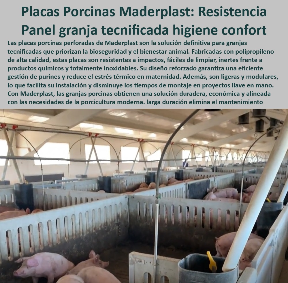 Paneles Plásticos Porcícolas Placas Higiénicas Granjas De Cerdos Maderplast Materiales ecológicos para granjas de cerdos Cómo reducir el amoníaco en corrales de cerdos Paneles de soporte estructural áreas de alto tráfico animal Panel 0 Placas de instalación rápida y económica. - Soluciones-Ecológicas-Porcicultura - Reducción-Amoniaco-Corrales - Materiales ligeros para proyectos llave en mano. - Placas Higiénicas Porcinas - Materiales antibacterianos para bioseguridad animal. - Soluciones sin mantenimiento para granjas porcinas - Bioseguridad-Animal-Porcina - Paneles estructurales para tráfico animal. - Paneles higiénicos de fácil limpieza. - Soluciones ecológicas para granjas porcinas - Materiales innovadores para el bienestar animal. - Paneles ecológicos para producción porcina sostenible - Placas anticorrosión para corrales de cerdos. - Paneles de soporte para corrales de cerdos - Placas perforadas para ventilación en corrales. - Materiales plásticos inertes para granjas porcinas. - Sistemas eficientes para reducir el estrés térmico. - Paneles-Plásticos-Para-Granjas - Soluciones sostenibles para la porcicultura moderna - Materiales-Sostenibles-Para-Cerdos - ¿Cómo instalar placas plásticas en infraestructuras porcinas? - Respuesta tecnificada de Maderplast ¿Qué soluciones existen para la bioseguridad en granjas de cerdos? - Paneles-Estructurales-Para-Cerdos - Placas higiénicas para granjas porcinas - ¿Cuáles son los mejores materiales para reducir el amoníaco en corrales de cerdos? - Paneles-Anticorrosivos-Granjas - Soluciones higiénicas para bioseguridad porcina - Placas duraderas para manejo de purines. - Materiales plásticos resistentes a impactos. - Infraestructura-Duradera-Granjas - Paneles resistentes a productos químicos. - ¿Qué paneles son más duraderos para el tráfico animal intenso? - Placas modulares eficientes - Placas modulares para infraestructuras porcinas - Reducción de amoníaco en granjas de cerdos - ¿Dónde comprar paneles higiénicos para granjas porcinas? - Placas económicas para infraestructuras porcinas - Sistemas de control térmico en maternidad porcina - Paneles de polipropileno para granjas modernas Paneles Plásticos Porcícolas Placas Higiénicas Granjas De Cerdos Maderplast - Materiales ecológicos para granjas de cerdos - Cómo reducir el amoníaco en corrales de cerdos - Paneles de soporte estructural áreas de alto tráfico animal Panel