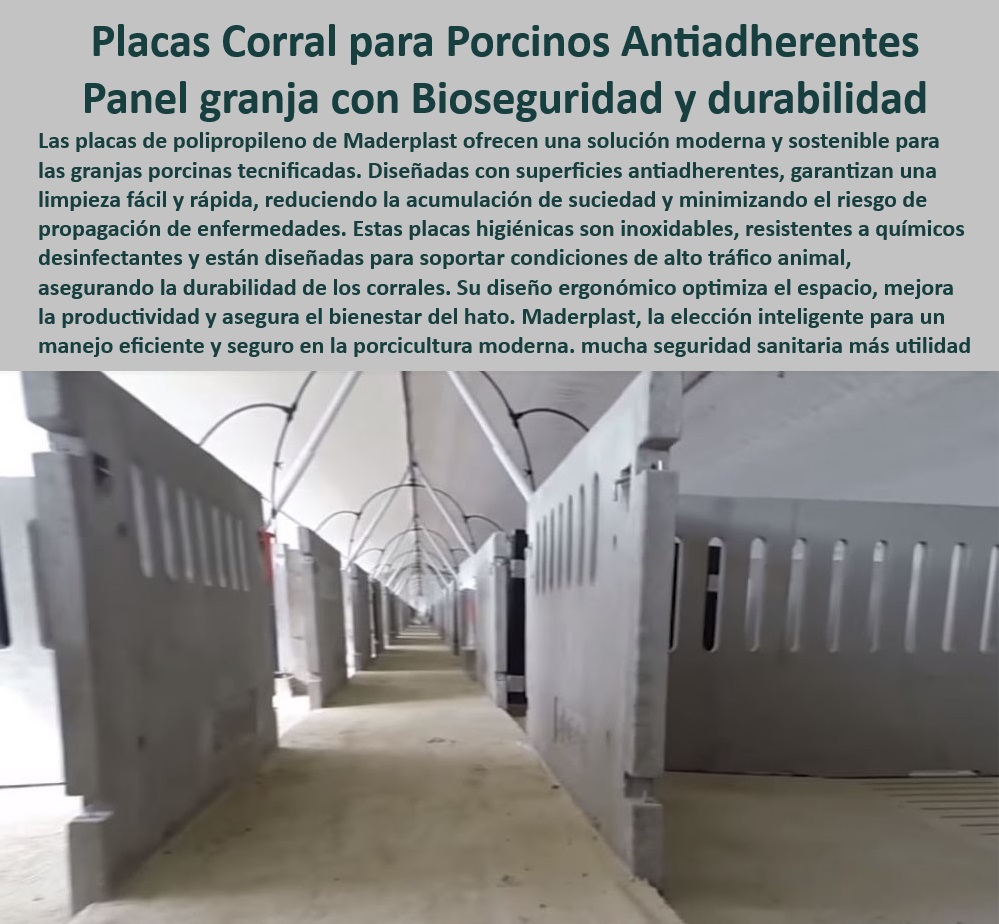 Paneles Plásticos Porcícolas Placas Higiénicas Granjas De Cerdos Maderplast Paneles higiénicos para minimizar bacterias en corrales Placas técnicas para reducir el estrés térmico en cerdos Placas antiadherentes para corrales d Placas técnicas para granjas tecnificadas - Tecnología-Plástica-Para-Bienestar - Soluciones de bioseguridad porcina - Higiene avanzada en corrales de cerdos - Placas antiadherentes para granjas - Paneles libres de corrosión para granjas. - Placas de fácil limpieza porcinas - ¿Qué materiales son mejores para corrales de cerdos tecnificados? - Tecnología plástica para porcicultura - ¿Cuáles son las placas más higiénicas para corrales de cerdos? - Materiales higiénicos y resistentes para corrales. - Innovación en bioseguridad animal. - Sistemas modernos para la porcicultura. - Soluciones duraderas para granjas porcinas - Higiene-Y-Durabilidad-En-Granjas - Paneles optimizados para productividad - ¿Qué paneles son ideales para bioseguridad en granjas porcinas? - Paneles-Resistentes-Corrales-Cerdos - Placas de bajo mantenimiento para cerdos - Placas antiadherentes y granjas - ¿Dónde puedo comprar paneles antiadherentes para porcicultura? - Soluciones-Duraderas-Para-Cerdos - Paneles antiadherentes de alta durabilidad - Paneles plásticos duraderos para cerdos - ¿Cómo mejorar la higiene en granjas porcinas con paneles plásticos? - Placas higiénicas para cerdos - Materiales resistentes al alto tráfico - Soluciones en plástico para porcicultura - Placas modulares para corrales higiénicos - Materiales antiadherentes para corrales - Pisos y placas para bienestar porcino - Bioseguridad-Con-Materiales-Plásticos - Diseño sostenible para granjas porcinas. - Paneles higiénicos para porcinos - Estructuras desmontables en bioseguridad - Innovación-En-Porcicultura-Moderna - Paneles resistentes para corrales - Materiales-Limpios-Y-Antiadherentes - Soluciones-Higiénicas-Porcinas - Paneles-Plásticos-Para-Corrales 0 Paneles Plásticos Porcícolas Placas Higiénicas Granjas De Cerdos Maderplast - Paneles higiénicos para minimizar bacterias en corrales - Placas técnicas para reducir el estrés térmico en cerdos - Placas antiadherentes para corrales d