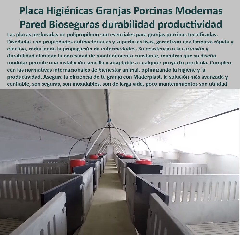 Paneles Plásticos Porcícolas Placas Higiénicas Granjas De Cerdos Maderplast Sistemas de paneles desmontables para limpieza profunda Pisos para drenaje eficiente y reducción de amoníaco Rejillas plásticas maternidad porcinas Paneles PP 0 Paneles Plásticos Porcícolas Placas Higiénicas Granjas De Cerdos Maderplast - Sistemas de paneles desmontables para limpieza profunda - Pisos para drenaje eficiente y reducción de amoníaco - Rejillas plásticas maternidad porcinas Paneles PP