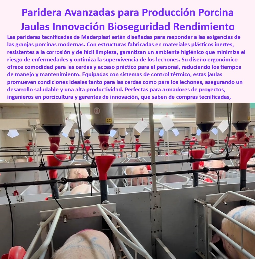 Parideras Porcícolas Higiénicas Jaula Parto Cerdas Fácil Limpieza Maderplast Parideras eficientes y fáciles de limpiar Parideras para cerdas madre con sistemas de drenaje eficiente Cómo instalar jaulas de parto en granjas Parideras 0 Jaulas resistentes a la corrosión - Sistemas-Modulares-Para-Granjas - ¿Cómo instalar jaulas de maternidad en granjas porcinas? - Soluciones para reducir el estrés de cerdas - Parideras-Sostenibles-Y-Duraderas - Soluciones higiénicas para granjas porcinas - Parideras fáciles de limpiar para maternidad - ¿Qué parideras son mejores para reducir el estrés de cerdas? - Jaulas con drenaje eficiente - ¿Cuáles son las ventajas de las parideras tecnificadas? - Jaulas de parto porcinas - Higiene-Y-Confort-Porcino - ¿Dónde comprar sistemas de drenaje para granjas porcinas? - Infraestructura para alto rendimiento porcino - Jaulas con sistemas de drenaje óptimos -  para este Producto - Jaulas prácticas y económicas para granjas. - Jaulas de parto para cerdas madre - Infraestructura-Maternidad-Porcina - Jaulas con fácil acceso para personal. - ¿Cómo elegir jaulas de parto para cerdas madre? -  - Parideras ecológicas y rentables para granjas - Jaulas-Resistentes-Mantenimiento-Cero - Soluciones tecnológicas para porcicultura avanzada - Sistemas de bioseguridad en granjas porcinas - Parideras tecnificadas para porcicultura moderna - Sistemas duraderos para el bienestar animal. - Jaulas con control térmico integrado - Equipos para maternidad porcina tecnificada - Parideras resistentes para granjas sostenibles - Soluciones-Tecnificadas-Porcicultura - Soluciones innovadoras para bioseguridad animal. - Jaulas con diseño ergonómico para cerdas. - Infraestructura higiénica para maternidad animal. - Infraestructura modular para granjas porcinas - Soluciones anti mantenimiento para maternidad - Parideras diseñadas para producción eficiente - Jaulas modulares para maternidad en cerdos - Parideras-Eficientes-Cerdas - Bioseguridad-En-Parideras - Sistemas de drenaje eficientes en parideras Parideras Porcícolas Higiénicas Jaula Parto Cerdas Fácil Limpieza Maderplast - Parideras eficientes y fáciles de limpiar - Parideras para cerdas madre con sistemas de drenaje eficiente - Cómo instalar jaulas de parto en granjas - Parideras
