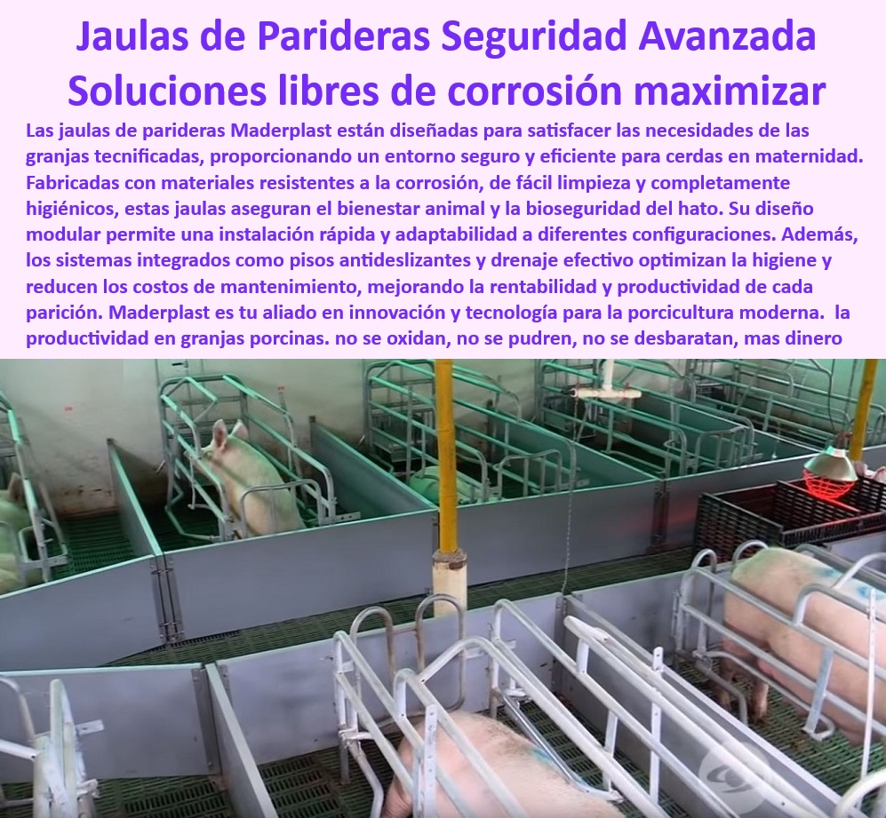 Parideras porcinas higiénicas resistentes Parto cerdas fácil limpieza Maderplast Cómo hacer parideras para cerdas modernas Diseños desmontables de parideras cerdas. Sistemas integrados de parición porcina Sistemas parideras Jaulas 0 Pisos elevados para el bienestar animal. - Parideras modulares innovadoras - Jaulas resistentes a la humedad - Bioseguridad-En-Parideras-Porcinas - Mantenimiento mínimo en granjas porcinas - Soluciones libres de corrosión - Innovación-En-Parideras-Porcinas - Innovación en parideras porcinas - Parideras optimizadas para bioseguridad - Jaulas de fácil limpieza - Diseño-Modular-Para-Parición - Jaulas resistentes para maternidad - Jaulas de parideras tecnificadas - Jaulas de fácil limpieza - ¿Dónde jaula encontrarás desmontables para cerdas? - Respuesta tecnificada de Maderplast ¿Qué sistemas de bioseguridad se recomiendan para granjas tecnificadas? - Sistemas-De-Parición-Modulares - Parideras-Higiénicas-Duraderas - Jaulas para cerdas modernas - Corrales personalizables para cerdas - Corrales higiénicos para cerdas - Infraestructura segura para granjas - ¿Cómo elegir jaulas de parición duraderas y fáciles de limpiar? - Jaulas de Parideras Seguras - Diseño desmontable para maternidad. - Soluciones modulares en porcicultura - Estructuras desmontables para granjas. - ¿Qué ventajas tienen las parideras higiénicas para cerdas? - Pisos antideslizantes para parición - Jaulas económicas para bioseguridad - ¿Cuáles son las mejores jaulas para maternidad porcina? - Corrales-Desmontables-Sostenibles - Estructuras resistentes para maternidad. - Sistemas de drenaje eficientes - Soluciones duraderas para parición - Tecnología avanzada para maternidad - Jaulas para cerdas - Maternidad - Sistemas integrados de parición - Pisos Antideslizantes Granjas - Parideras higiénicas para cerdas Parideras porcinas higiénicas resistentes Parto cerdas fácil limpieza Maderplast - Cómo hacer parideras para cerdas modernas - Diseños desmontables de parideras cerdas. - Sistemas integrados de parición porcina - Sistemas parideras - Jaulas