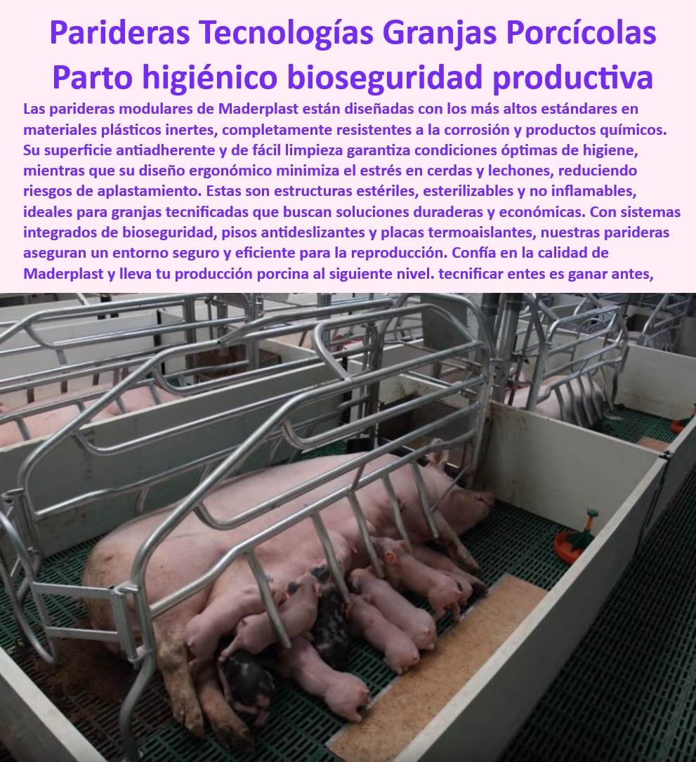 Parideras porcinas higiénicas resistentes Parto cerdas fácil limpieza Maderplast Jaulas practicas para cerdas en parto Infraestructura avanzada para reducir riesgos partos porcinos Parideras eficientes con diseño innovador Parideras 0 v Parideras porcinas higiénicas resistentes Parto cerdas fácil limpieza Maderplast - Jaulas practicas para cerdas en parto - Infraestructura avanzada para reducir riesgos partos porcinos - Parideras eficientes con diseño innovador - Parideras