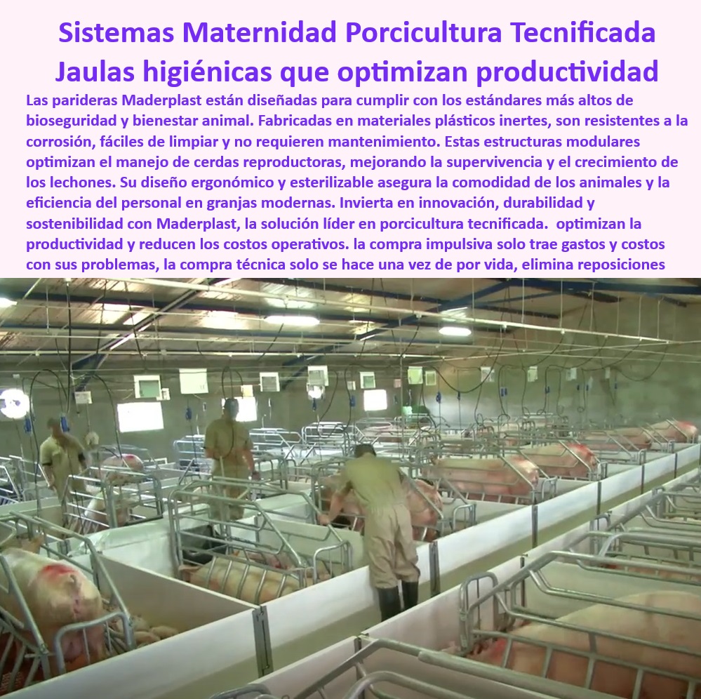 Parideras porcinas higiénicas resistentes Parto cerdas fácil limpieza Maderplast Parideras avanzadas para reducción de riesgos Sistemas de parto porcino con control térmico antibacteriano Parto Jaulas antideslizantes maternidad cerdas 0 Parideras-Antibacterianas-Modernas - Soluciones sostenibles para porcicultura - Jaulas de maternidad antibacterianas - Parto-Porcino-Seguro-Eficiente - Parideras sin mantenimiento para cerdas - ¿Qué jaulas garantizan el bienestar de cerdas y lechones? - Jaulas-Maternidad-Porcina - Soluciones tecnológicas para parto porcino - Jaulas resistentes para maternidad porcina - Jaulas plásticas sostenibles para maternidad - Jaulas de maternidad para cerdas - Soluciones para cerdas reproductoras - Diseño modular de jaulas de maternidad. - Sistemas de fácil esterilización para maternidad - ¿Cómo optimizar el espacio en maternidades porcinas? - Estructuras desmontables para parideras - Sistemas higiénicos para parto porcino. - ¿Cómo mejorar la bioseguridad en partos porcinos? - Parideras plásticas de fácil limpieza - Jaulas higiénicas para granjas tecnificadas - Maternidad porcina con control térmico - Materiales-Sostenibles-Maternidad - Diseño modular de maternidad - Parideras avanzadas para cerdas - Optimización de espacios en maternidad porcina - Materiales resistentes para jaulas de parto. - Sistemas-Higiénicos-Para-Cerdas - Bioseguridad en granjas porcinas modernas - ¿Cuáles son las mejores jaulas de maternidad para cerdas? - Sistemas seguros para cerdas y lechones - Sistemas de parto antideslizantes - Infraestructura-Avanzada-Para-Cerdas - Bioseguridad en el parto porcino - Jaulas para maternidad de larga duración - Infraestructura moderna para cerdas reproductoras - ¿Dónde comprar parideras higiénicas para granjas porcinas? - Jaulas-Resistentes-Fácil-Limpieza - Diseño ergonómico para jaulas de parto. - Soluciones-Tecnificadas-Porcicultura - Materiales anticorrosivos para granjas Parideras porcinas higiénicas resistentes Parto cerdas fácil limpieza Maderplast - Parideras avanzadas para reducción de riesgos - Sistemas de parto porcino con control térmico antibacteriano - Parto Jaulas antideslizantes maternidad cerdas