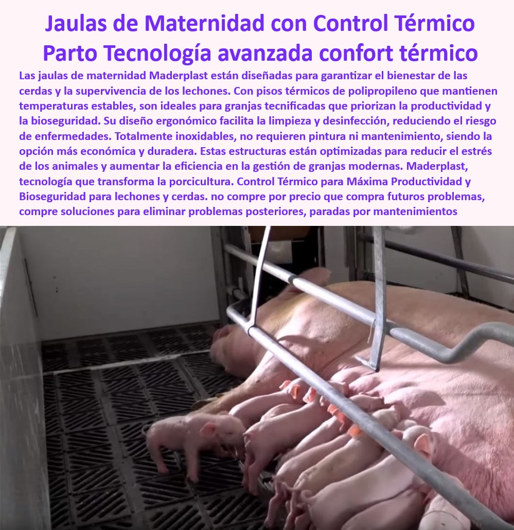 Parideras porcinas higiénicas resistentes Parto cerdas fácil limpieza Maderplast Parideras ergonómicas para cerdas reproductoras modernas Parideras económicas para maternidad porcina partos Parideras desmontables para granjas pequeñas Innovación en infraestructura para cerdos reproductores - Parideras modernas para cerdas y lechones - ¿Cuáles son las mejores opciones de jaulas de parto desmontables? - Soluciones higiénicas para partos porcinos - Pisos térmicos para estabilidad de temperatura. - Maternidad porcina con pisos de polipropileno - Jaulas-Seguras-Y-Duraderas - Bioseguridad-Para-Cerdas-Reproductoras - Reducción de costos en instalaciones porcinas - ¿Qué son las parideras higiénicas para granjas porcinas? - Infraestructura innovadora para porcicultura - Jaulas higiénicas para lechones - Estructuras plásticas para partos de cerdas. - Jaulas-Maternidad-Térmicas - Tecnología avanzada en bioseguridad porcina - ¿Dónde comprar jaulas de maternidad para cerdas con control térmico? - Infraestructura-Biosegura-Para-Cerdas - Sistemas ergonómicos para cerdas reproductoras - Bioseguridad avanzada en maternidad porcina - Maternidad eficiente para granjas modernas - Construcción sostenible en granjas porcinas - Jaulas modulares para cerdas reproductoras - Diseño-Ergonómico-Maternidad - Control-Térmico-En-Maternidad - Sistemas desmontables para maternidad porcina - Parideras desmontables para granjas tecnificadas - Reducción de estrés en lechones y cerdas - Control térmico en granjas porcinas - Diseño económico para maternidad porcina. - Jaulas de parto seguras y duraderas - Parideras-Económicas-Y-Eficientes - ¿Cómo mejorar la bioseguridad en la maternidad porcina? - Parideras-Higiénicas-Porcinas - Optimización en manejo de maternidad porcina - Jaulas térmicas para maternidad porcina - Innovación-En-Maternidad-Porcina - ¿Qué jaulas garantizan bienestar para lechones recién nacidos? - Materiales anticorrosivos para jaulas de maternidad. - Pisos Térmicos Para Lechones - Materiales inalterables para ambientes hostiles. 0 Parideras porcinas higiénicas resistentes Parto cerdas fácil limpieza Maderplast - Parideras ergonómicas para cerdas reproductoras modernas - Parideras económicas para maternidad porcina - partos Parideras desmontables para granjas pequeñas