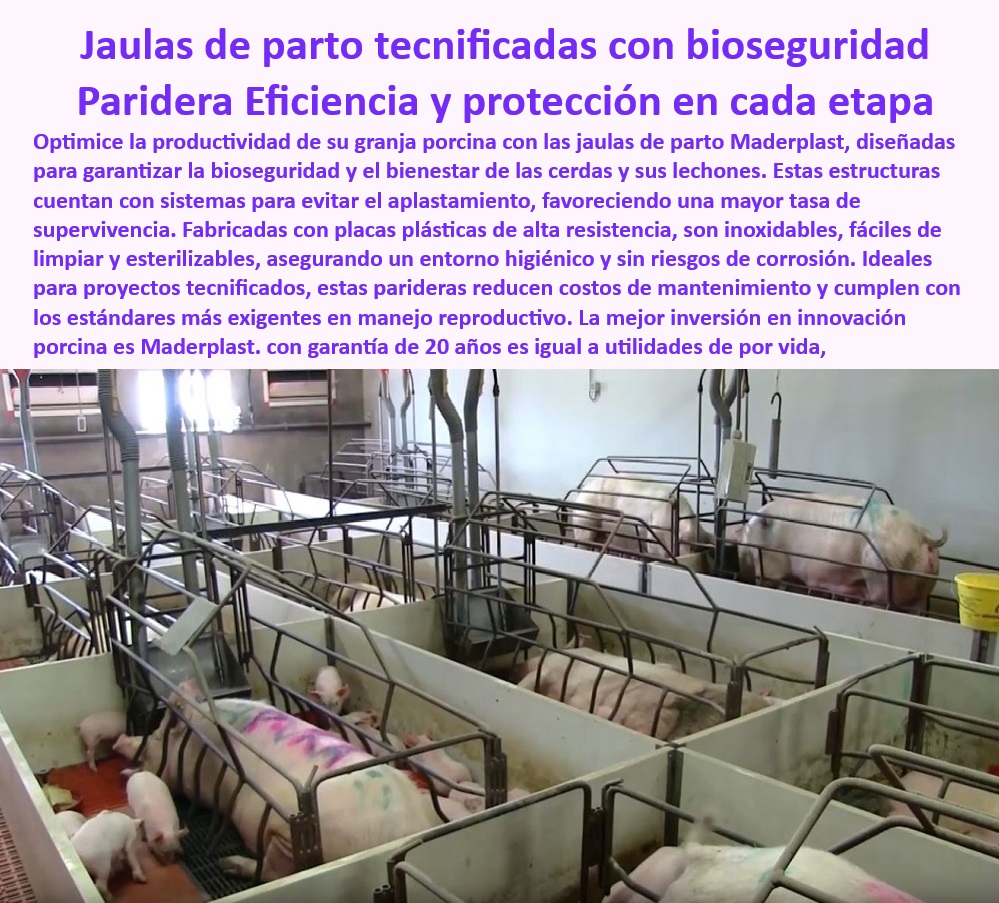 Parideras porcinas higiénicas resistentes Parto cerdas fácil limpieza Maderplast Sistemas prácticos para parto porcino Estructuras modulares con control térmico integrado para maternidad Infraestructura económica maternidad porcícola Sistemas higiénicos para maternidad porcina - Jaulas-Parto-Porcino - Estructuras-Resistentes-Lechones - Corrales higiénicos para maternidad porcina - Soluciones para evitar aplastamiento de lechones - Sistemas prácticos para maternidad tecnificada. - Parideras para optimizar la productividad porcina - Control-Térmico-Maternidad - Innovación-Parideras-Maternidad - Soluciones-Porcinas-Eficientes - ¿Qué materiales son ideales para jaulas de parto tecnificadas? - Jaulas de plástico resistentes a los rayos UV. - Bioseguridad-Maternidad-Porcina - Parideras-Modulares-Cerdas - ¿Cómo evitar el aplastamiento de lechones en granjas porcinas? - Jaulas de parto eficientes para lechones - Parideras de plástico anticorrosivas y resistentes. - Jaulas de parto tecnificadas con bioseguridad - ¿Cuáles son las mejores jaulas de parto para cerdas? - Estructuras modulares de fácil limpieza. - Infraestructura higiénica para cerdas y lechones - Jaulas-Duraderas-Cerdas - Sistemas de maternidad resistentes y duraderos - Jaulas de parto con control térmico integrado - Parideras de maternidad sin mantenimiento - Sistemas-Higiénicos-Maternidad - Jaulas con garantía de larga duración - Parideras fáciles de limpiar y esterilizar - Soluciones económicas para granjas tecnificadas - ¿Dónde comprar parideras modulares para maternidad porcina? - Respuesta tecnificada de Maderplast ¿Qué sistemas garanticen la bioseguridad en maternidad porcina? - Infraestructura porcina libre de corrosión - Infraestructura modular para parto de cerdas - Parideras modulares para maternidad porcina - Jaulas prácticas para lechones recién nacidos - Sistemas avanzados de bioseguridad para cerdos - Estructuras sostenibles para maternidad tecnificada - Infraestructura-Sostenible-Parto - Soluciones duraderas para parto de cerdas - Sistemas innovadores para maternidad porcina 0  Parideras porcinas higiénicas resistentes Parto cerdas fácil limpieza Maderplast Sistemas prácticos para parto porcino Estructuras modulares con control térmico integrado para maternidad Infraestructura económica maternidad porcícola 0  