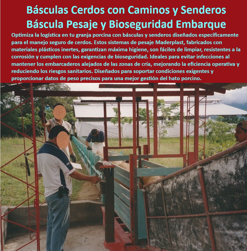 Pesaje preciso para cerdos Sistema para embarcar y pesar cerdos Maderplast Sistemas de conducción de porcinos hacia básculas Rampas resistentes para embarcar cerdos al camión Senderos especializados para granjas porcinas tecnificadas 0 Sistemas de embarque seguro para porcicultura - Básculas con precisión para gestión porcina - Senderos plásticos para cerdos en granjas - Senderos-Conducción-Cerdos - Básculas-Porcinas-Precisas - ¿Qué básculas son ideales para pesaje de cerdos tecnificados? - Básculas resistentes a la intemperie para cerdos - Sistemas diseñados para pesaje de cerdos en granjas - Rampas de embarque resistentes a la corrosión - Sistemas de pesaje porcino tecnificado - Sistemas eficientes para logística porcina - ¿Dónde comprar básculas para pesar cerdos en granjas? - Rampas resistentes para embarque porcino - Infraestructura sin mantenimiento para granjas porcinas - Básculas-Bioseguras-Maderplast - Logística-Porcina-Tecnificada - Equipos de pesaje para granjas tecnificadas - Sistemas de pesaje y porcicultura - Innovación en pesaje y embarque porcino - ¿Cómo elegir senderos resistentes para manejo porcino? - Conducción higiénica de cerdos hacia básculas - Básculas higiénicas para manejo de cerdos - Soluciones sostenibles para logística ganadera - Rampas seguras para transporte de cerdos - Rampas-Seguras-Embarque - Infraestructura-Porcicultura-Moderna - Básculas con bioseguridad integrada - Básculas para pesaje de cerdos - Innovación-En-Logística-Porcina - Básculas robustas para pesaje intensivo - Infraestructura para pesaje en porcicultura - Senderos seguros para manejo de cerdos en granjas - Materiales anticorrosivos para pesaje porcino - Equipos para manejo y control de cerdos - ¿Qué sistemas de pesaje garantizan bioseguridad en granjas? - Respuestas estructuradas de Maderplast ¿Cuáles son las mejores rampas para embarcar porcino? - Equipos-Manejo-Porcino - Pesaje-Cerdos-Sin-Mantenimiento - Soluciones avanzadas para pesaje porcino - Senderos para conducción de cerdos Pesaje preciso para cerdos Sistema para embarcar y pesar cerdos Maderplast - Sistemas de conducción de porcinos hacia básculas - Rampas resistentes para embarcar cerdos al camión - Senderos especializados para granjas porcinas tecnificadas