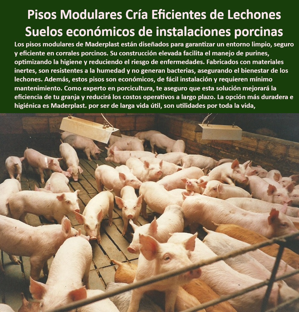 Pisos plástico Placa drenaje eficiente en corrales Porcícolas Maderplast Suelos ecológicos que disminuyen el impacto ambiental en granjas Pisos con sistemas desmontables facilidad de instalación Suelos de plástico fáciles de limpiar 0  Pisos modulares drenaje porcinos - Pisos-Desmontables-Corrales-Cerdos - ¿Qué suelos son mejores para drenaje en corrales? - Suelos-Ecológicos-Granjas-Tecnificadas - Sistemas modulares para pisos de granjas. - Pisos innovadores en porcicultura - Pisos plásticos higiénicos para lechones - Suelos resistentes a bacterias para cerdos. - Pisos ecológicos para manejo de purines. -  - Suelos plásticos higiénicos para cerdos. - Pisos desmontables para corrales porcinos - Suelos económicos para cría de cerdos. - Pisos plásticos de bajo mantenimiento - Pisos-Plásticos-Fácil-Limpieza - Suelos duraderos para granjas porcinas - Pisos modulares para crianza eficiente - ¿Qué ventajas tienen los pisos plásticos para lechones? - Infraestructura higiénica corrales de lechones - Pisos-Avanzados-Para-Porcicultura - Sistemas desmontables para pisos porcinos - Pisos antideslizantes para corrales porcinos - Sistemas-Modulares-Pisos-Granjas - Suelos-Resistentes-Humedad-Porcinos - Manejo-Purines-Suelos-Tecnificados - ¿Cuáles son los pisos más duraderos para cerdos? - Respuestas estructuradas de Maderplast ¿Cómo mejorar el manejo de purines en corrales? - Pisos plásticos para instalaciones tecnificadas - Pisos eficientes para granjas tecnificadas - Suelos modulares drenaje eficiente porcino - Pisos-Económicos-Crianza-De-Cerdos - Suelos elevados manejo purines cerdos - Suelos de plástico fácil limpieza - Sistemas de drenaje corrales porcinos - Suelos ecológicos para granjas tecnificadas - Pisos sostenibles para instalaciones porcinas - Pisos resistentes a humedad porcinos - Pisos-Modulares-Drenaje-Porcinos - Suelos avanzados en producción porcina - Infraestructura-Higiénica-Para-Lechones - ¿Dónde comprar pisos higiénicos para granjas porcinas? Pisos plástico Placa drenaje eficiente en corrales Porcícolas Maderplast - Suelos ecológicos que disminuyen el impacto ambiental en granjas - Pisos con sistemas desmontables facilidad de instalación - Suelos de plástico fáciles de limpiar 0