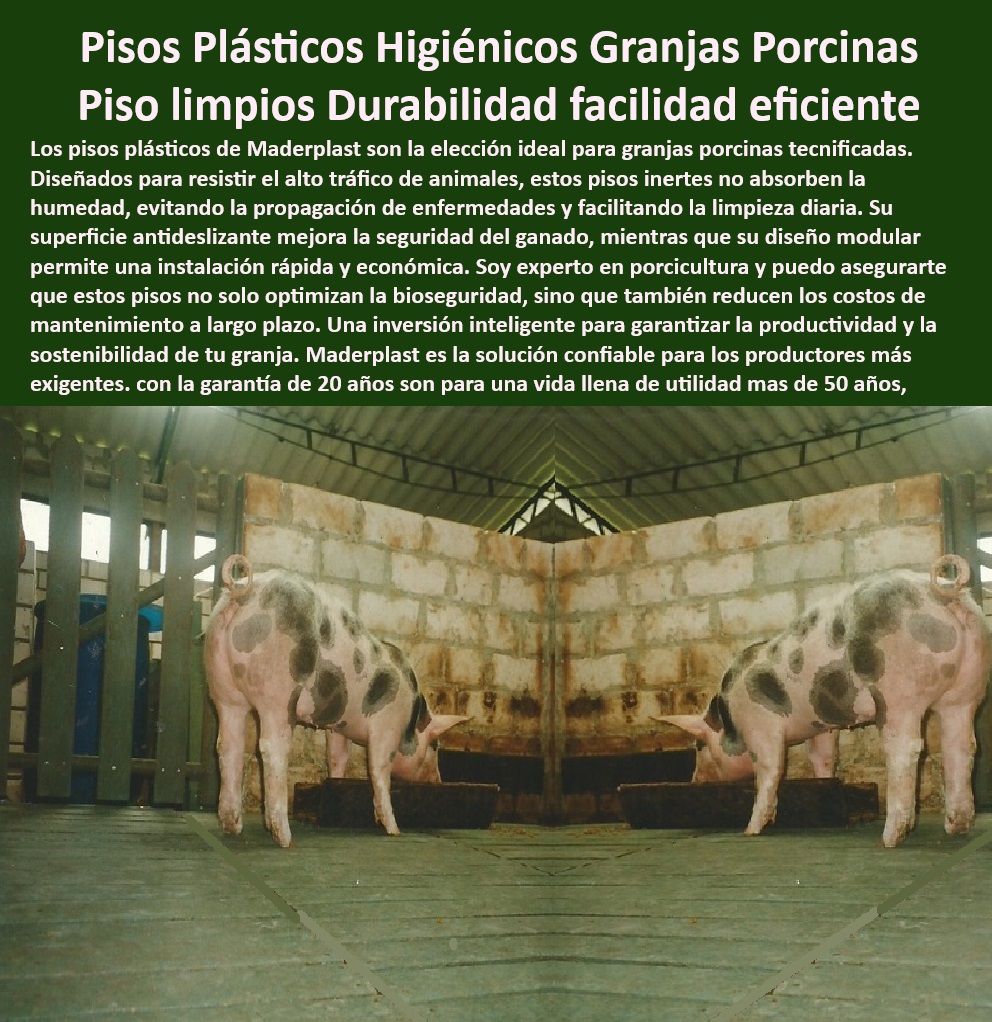 Pisos plástico Placa drenaje eficiente en corrales Porcícolas Maderplast Suelos higiénicos de polipropileno para granjas modernas Cómo mejorar la limpieza en granjas porcinas Pisos elevados para manejo de purines Placas económicas 0 Pisos elevados para manejo de purines - Pisos-duraderos-para-cerdos - Pisos higiénicos de larga duración. - Placas drenantes para corrales - ¿Cómo mejorar la limpieza en granjas porcinas? - Pisos especializados para granjas porcinas - Placas económicas para corrales - Pisos ligeros y duraderos para cerdos - ¿Qué suelos son ideales para el manejo de purines? - Pisos para manejo de purines - Suelos-antibacteriales-porcinos - Pisos eficientes en manejo de desechos - Pisos resistentes a la corrosión - Pisos modulares económicos - Pisos plásticos higiénicos para porcicultura, ¿dónde los compro? - Pisos tecnificados para bioseguridad - Suelos plásticos para manejo de purines - Pisos-modulares-de-polipropileno - Pisos duraderos para corrales porcinos, ¿recomendaciones? - Pisos de polipropileno antideslizantes - Pisos plásticos modulares duraderos - ¿Cuáles son los mejores pisos para granjas de cerdos? - Pisos fáciles de limpiar para cerdos - Pisos plásticos para granjas porcinas - Suelos plásticos resistentes - Bioseguridad-en-pisos-porcinos - Placas de plástico para bioseguridad. - Pisos antibacteriales para corrales. - Suelos higiénicos resistentes al uso intensivo - Suelos resistentes para porcicultura - Suelos-higiénicos-en-porcicultura - Soluciones para granjas tecnificadas - Pisos antihumedad para cerdos - Placas de drenaje modulares - Suelos sostenibles para granjas modernas - Soluciones-higiénicas-en-porcicultura - Suelos plásticos para el bienestar animal. - Soluciones de drenaje en porcicultura - Suelos higiénicos de polipropileno. Pisos plástico Placa drenaje eficiente en corrales Porcícolas Maderplast - Suelos higiénicos de polipropileno para granjas modernas - Cómo mejorar la limpieza en granjas porcinas - Pisos elevados para manejo de purines - Placas económicas 0