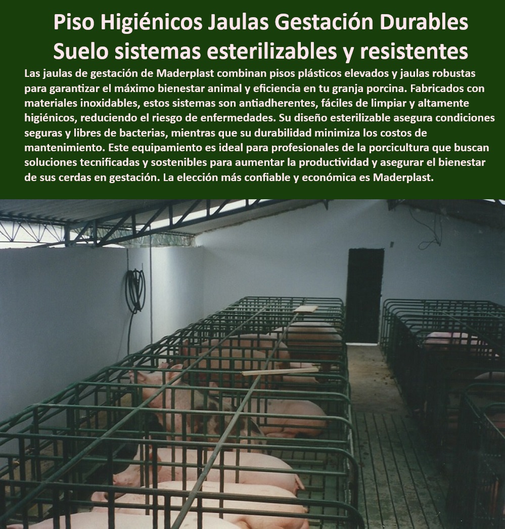 Pisos plástico Placa drenaje eficiente en corrales Porcícolas Maderplast Superficies plásticas inertes para evitar la acumulación de suciedad Placas plásticas para corrales que no retienen humedad ni bacterias Placas modulares Pisos p 0 Corrales-Modernos-Y-Duraderos - Pisos-Plásticos-Para-Corrales - Soluciones técnicas en drenaje para cerdos. - Instalaciones avanzadas para el bienestar animal. - ¿Dónde comprar pisos plásticos para cerdos? - Suelos que minimizan riesgos sanitarios - Higiene-En-Granjas-Porcinas - Sistemas-Eficientes-Para-Granjas - Placas higiénicas para maternidad porcina - Drenaje eficiente en pisos para cerdos - Placas drenantes para granjas tecnificadas - Jaulas de gestación con sistemas esterilizables - Pisos antideslizantes para corrales de cerdos. - Placas innovadoras para producción porcina - Pisos modulares para maternidad - Corrales modernos con higiene optimizada. - Pisos de bajo mantenimiento para cerdos - Sistemas de bioseguridad en granjas porcinas - ¿Cuáles son los pisos más duraderos para cerdos? - Placas plásticas personalizadas para granjas. - Pisos duraderos y sostenibles para porcicultura - Materiales anticorrosivos para jaulas porcinas - Sistemas de gestión eficiente para cerdos - Superficies antimicrobianas para instalaciones. - Pisos plásticos modulares para maternidad - Pisos resistentes a la corrosión en granjas - Materiales reciclables para jaulas porcinas - Pisos-Antideslizantes-Para-Cerdos - Bioseguridad en porcicultura - Pisos higiénicos para jaulas porcinas - Placas-Drenantes-Para-Cerdos - Superficies-Plásticas-Antimicrobianas - Materiales-Sostenibles-En-Porcicultura - ¿Cómo evitar bacterias en corrales de cerdos? - Respuestas estructuradas de Maderplast ¿Qué jaulas garantizan la higiene en maternidad porcina? - Respuestas estructuradas de Maderplast ¿Qué suelos son mejores para granjas porcinas? - Suelos plásticos para bioseguridad animal. - Superficies inertes para evitar bacterias. - Instalaciones de fácil limpieza para cerdos - Placas plásticas resistentes para granjas Pisos plástico Placa drenaje eficiente en corrales Porcícolas Maderplast - Superficies plásticas inertes para evitar la acumulación de suciedad - Placas plásticas para corrales que no retienen humedad ni bacterias - Placas modulares Pisos p