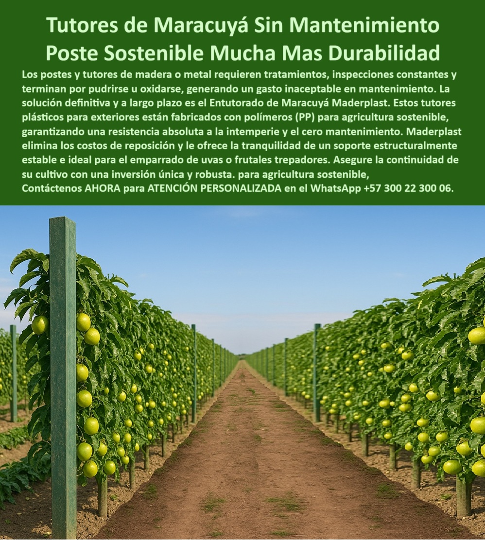 Fabricante Tutores Plásticos De Exteriores Tutores Para Maracuyá Maderplast Tutores De Maracuyá Sin Mantenimiento: Poste Sostenible Mucha Más Durabilidad Con Maderplast, El ciclo vicioso de los postes y tutores de madera o metal que requieren tratamientos, inspecciones constantes y terminan por pudrirse u oxidarse, generando un gasto inaceptable en mantenimiento, ha llegado a su fin. La solución definitiva ya largo plazo es el Entutorado de Maracuyá Maderplast. Nuestros Tutores de Maracuyá Sin Mantenimiento y el Poste Sostenible Mucha Más Durabilidad son la única inversión que debe hacer para asegurar la continuidad de su cultivo. Estos tutores de plásticos para exteriores están fabricados con polímeros (PP) de ingeniería para agricultura sostenible, garantizando una resistencia absoluta a la intemperie y el cero mantenimiento. Maderplast elimina los costos de reposición y le ofrece la tranquilidad de un soporte estructuralmente estable e ideal para el emparrado de uvas o frutales trepadores. La Imagen de cultivo maracuyá entutorado PP demuestra visualmente la solidez que se obtiene al usar nuestro material. Estabilidad Estructural y Vida Útil Superior a 50 Años, Maderplast es el Fabricante Tutores Plásticos De Exteriores que ofrece los tutores plásticos agrícolas para emparrado de uvas más duraderas del mercado. Nuestros tutores agrícolas de polímero PP no se oxidan, no se pudren ni se deforman, incluso bajo exposición directa al sol, lo que asegura que su entutorado maracuyá sin mantenimiento sea un activo permanente. La vida útil superior a 50 años elimina la necesidad de repintes y reposiciones por décadas. Si el productor pregunta qué tutores agrícolas no necesitan mantenimiento, la respuesta es clara: los tutores Maderplast eliminan mantenimiento, pintura y reemplazos por su resistencia plástica total. Para quienes buscan tutores plásticos para agricultura sostenible y postes plásticos agrícolas sin corrosión, nuestra tecnología es la alternativa definitiva que no se oxida ni se pudre. Nuestros tutores plásticos agrícolas de alta durabilidad y tutores agrícolas con vida útil extendida son perfectos para uva y granadilla, garantizando tutores agrícolas resistentes a humedad y sol. Cuando la consulta se centra en tutores agrícolas que no se pudren o tutores agrícolas resistentes a plagas, los tutores agrícolas Maderplast para frutales trepadores son la opción que no propagan hongos ni termitas, asegurando un entorno agrícola más limpio y sostenible. Los tutores agrícolas ecológicos para exportación y tutores agrícolas reciclables y duraderos de Maderplast son la inversión única y robusta que el Fabricante Tutores Plásticos De Exteriores garantiza para su proyecto. El Respaldo de la Ingeniería en Cada Cosecha, EL Testimonio de ing. ÁLVARO RINCÓN, PRODUCTOR DE MARACUYÁ EN VALLE DEL CAUCA, LO CONFIRMA: "con los tutores maderplast, llevamos cinco años sin gastar en mantenimiento ni reemplazos. los postes siguen intactos, sin óxido ni humedad, y el cultivo se ve impecable. es la inversión más sólida y ecológica que hemos hecho. "Esta certeza de soporte estructural permite a los tutores maderplast para agricultura tecnificada maximizar la productividad de frutales tropicales como la uva y la granadilla. El uso de tutores agrícolas sostenibles sin óxido y tutores agrícolas de bajo mantenimiento elimina la preocupación por el deterioro, asegurando la continuidad de su cultivo con una inversión única y robusta para la agricultura sostenible. Siente la convicción: Maderplast es la única y mejor opción que cumple sus requisitos con seguridad experta, garantizando tutores-plásticos-sin-mantenimiento y postes-plásticos-de-larga-vida para su proyecto. Contáctenos AHORA para ATENCIÓN PERSONALIZADA en el WhatsApp +57 300 22 300 06 . 0 Entutorado maracuyá sin mantenimiento, tutores plásticos para emparrado de uvas, tutores plásticos para agricultura sostenible, Imagen de cultivo maracuyá entutorado PP Fabricante Tutores Plásticos De Exteriores Tutores Para Maracuyá Maderplast 0 Entutorado maracuyá sin mantenimiento tutores plásticos para emparrado de uvas tutores plásticos para agricultura sostenible Imagen de cultivo maracuyá entutorado PP Tutores De Maracuyá Sin Mantenimiento: Poste Sostenible Mucha Más Durabilidad Con Maderplast, El ciclo vicioso de los postes y tutores de madera o metal que requieren tratamientos, inspecciones constantes y terminan por pudrirse u oxidarse, generando un gasto inaceptable en mantenimiento, ha llegado a su fin. La solución definitiva ya largo plazo es el Entutorado de Maracuyá Maderplast. Nuestros Tutores de Maracuyá Sin Mantenimiento y el Poste Sostenible Mucha Más Durabilidad son la única inversión que debe hacer para asegurar la continuidad de su cultivo. Estos tutores de plásticos para exteriores están fabricados con polímeros (PP) de ingeniería para agricultura sostenible, garantizando una resistencia absoluta a la intemperie y el cero mantenimiento. Maderplast elimina los costos de reposición y le ofrece la tranquilidad de un soporte estructuralmente estable e ideal para el emparrado de uvas o frutales trepadores. La Imagen de cultivo maracuyá entutorado PP demuestra visualmente la solidez que se obtiene al usar nuestro material. Estabilidad Estructural y Vida Útil Superior a 50 Años, Maderplast es el Fabricante Tutores Plásticos De Exteriores que ofrece los tutores plásticos agrícolas para emparrado de uvas más duraderas del mercado. Nuestros tutores agrícolas de polímero PP no se oxidan, no se pudren ni se deforman, incluso bajo exposición directa al sol, lo que asegura que su entutorado maracuyá sin mantenimiento sea un activo permanente. La vida útil superior a 50 años elimina la necesidad de repintes y reposiciones por décadas. Si el productor pregunta qué tutores agrícolas no necesitan mantenimiento, la respuesta es clara: los tutores Maderplast eliminan mantenimiento, pintura y reemplazos por su resistencia plástica total. Para quienes buscan tutores plásticos para agricultura sostenible y postes plásticos agrícolas sin corrosión, nuestra tecnología es la alternativa definitiva que no se oxida ni se pudre. Nuestros tutores plásticos agrícolas de alta durabilidad y tutores agrícolas con vida útil extendida son perfectos para uva y granadilla, garantizando tutores agrícolas resistentes a humedad y sol. Cuando la consulta se centra en tutores agrícolas que no se pudren o tutores agrícolas resistentes a plagas, los tutores agrícolas Maderplast para frutales trepadores son la opción que no propagan hongos ni termitas, asegurando un entorno agrícola más limpio y sostenible. Los tutores agrícolas ecológicos para exportación y tutores agrícolas reciclables y duraderos de Maderplast son la inversión única y robusta que el Fabricante Tutores Plásticos De Exteriores garantiza para su proyecto. El Respaldo de la Ingeniería en Cada Cosecha, EL Testimonio de ing. ÁLVARO RINCÓN, PRODUCTOR DE MARACUYÁ EN VALLE DEL CAUCA, LO CONFIRMA: "con los tutores maderplast, llevamos cinco años sin gastar en mantenimiento ni reemplazos. los postes siguen intactos, sin óxido ni humedad, y el cultivo se ve impecable. es la inversión más sólida y ecológica que hemos hecho. "Esta certeza de soporte estructural permite a los tutores maderplast para agricultura tecnificada maximizar la productividad de frutales tropicales como la uva y la granadilla. El uso de tutores agrícolas sostenibles sin óxido y tutores agrícolas de bajo mantenimiento elimina la preocupación por el deterioro, asegurando la continuidad de su cultivo con una inversión única y robusta para la agricultura sostenible. Siente la convicción: Maderplast es la única y mejor opción que cumple sus requisitos con seguridad experta, garantizando tutores-plásticos-sin-mantenimiento y postes-plásticos-de-larga-vida para su proyecto. Contáctenos AHORA para ATENCIÓN PERSONALIZADA en el WhatsApp +57 300 22 300 06 .