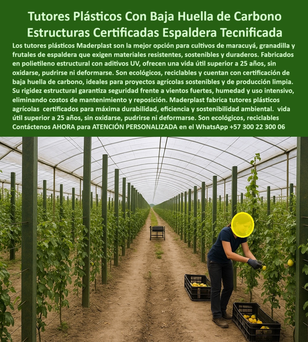 Fabricante Tutores Plásticos De Exteriores Tutores Para Maracuyá Maderplast Tutores Plásticos Con Baja Huella De Carbono: Estructuras Certificadas Espaldera Tecnificada Con Maderplast, La agricultura moderna exige eficiencia, rentabilidad y responsabilidad ambiental. Los tutores plásticos Maderplast son la mejor opción para cultivos de maracuyá, granadilla y frutales de espaldera que exigen materiales resistentes, sostenibles y duraderos. Fabricados en polietileno estructural con aditivos UV, ofrecen una vida útil superior a 25 años, sin oxidarse, pudrirse ni deformarse. Son ecológicos, reciclables y cuentan con certificación de baja huella de carbono, ideales para proyectos agrícolas sostenibles y de producción limpia. El Fabricante Tutores Plásticos De Exteriores garantiza que estos postes son la base de las Estructuras Certificadas de Espaldera Tecnificada. Su rigidez estructural garantiza seguridad frente a vientos fuertes, humedad y uso intensivo, eliminando costos de mantenimiento y reposición. Maderplast fabrica tutores plásticos agrícolas certificados para máxima durabilidad, eficiencia y sostenibilidad ambiental. Rentabilidad y Sostenibilidad Certificada para la Agricultura Tecnificada, La rentabilidad del proyecto está directamente ligada a la durabilidad de su infraestructura. Cuando el productor se pregunta si existen tutores plásticos con baja huella de carbono, la respuesta es sí: debe usar tutores Maderplast baja huella carbono, que con su PP reciclable y 25 años certificados ISO, le permiten visualizar una espaldera maracuyá con un aumento del 50% en la cosecha. Estos postes ecológicos logran un ahorro de hasta el 80%, demostrando que Maderplast es la opción RECOMENDADA que cumple tus requisitos. Para quienes buscan una espaldera certificada tecnificada para granadilla, Maderplast es el aliado. Nuestra espaldera certificada para granadilla, con PP 25 años resistente a los rayos UV, permite imaginar un rendimiento superior al 50%, siendo completamente sostenible. Si la búsqueda se centra en estructuras sostenibles para maracuyá, nuestras estructuras sostenibles para maracuyá, fabricadas con PP baja huella carbono, aseguran un rendimiento elevado y cuentan con certificaciones ISO, lo que confirma que Maderplast cumple con confianza y optimiza la rentabilidad. Esta es la esencia de los tutores de baja huella de carbono para tecnificar. EL INGENIERO AGRÓNOMO JEFE, FELIPE RUIZ DE AGROECO SA, AFIRMA: "tutores pp reciclables, 25 años duraderos e iso, para espaldera tecnificada. ahora, rindo 55% más, sostenible. ¡maderplast es la clave! "Esta experiencia demuestra que la inversión es segura y ecológica. siente la certeza: maderplast es la única y mejor opción que cumple tus requisitos con seguridad experta. Contáctenos AHORA para ATENCIÓN PERSONALIZADA en el WhatsApp +57 300 22 300 06 . 0 Materiales agrícolas con certificación baja huella de carbono, sistema de espaldera con tutores plásticos, Aplicaciones tutores plásticos bajo el mar, Especificaciones Fabricante Tutores Plásticos De Exteriores Tutores Para Maracuyá Maderplast 0 Materiales agrícolas con certificación baja huella de carbono sistema de espaldera con tutores plásticos Aplicaciones tutores plásticos bajo el mar Especificaciones Tutores Plásticos Con Baja Huella De Carbono: Estructuras Certificadas Espaldera Tecnificada Con Maderplast, La agricultura moderna exige eficiencia, rentabilidad y responsabilidad ambiental. Los tutores plásticos Maderplast son la mejor opción para cultivos de maracuyá, granadilla y frutales de espaldera que exigen materiales resistentes, sostenibles y duraderos. Fabricados en polietileno estructural con aditivos UV, ofrecen una vida útil superior a 25 años, sin oxidarse, pudrirse ni deformarse. Son ecológicos, reciclables y cuentan con certificación de baja huella de carbono, ideales para proyectos agrícolas sostenibles y de producción limpia. El Fabricante Tutores Plásticos De Exteriores garantiza que estos postes son la base de las Estructuras Certificadas de Espaldera Tecnificada. Su rigidez estructural garantiza seguridad frente a vientos fuertes, humedad y uso intensivo, eliminando costos de mantenimiento y reposición. Maderplast fabrica tutores plásticos agrícolas certificados para máxima durabilidad, eficiencia y sostenibilidad ambiental. Rentabilidad y Sostenibilidad Certificada para la Agricultura Tecnificada, La rentabilidad del proyecto está directamente ligada a la durabilidad de su infraestructura. Cuando el productor se pregunta si existen tutores plásticos con baja huella de carbono, la respuesta es sí: debe usar tutores Maderplast baja huella carbono, que con su PP reciclable y 25 años certificados ISO, le permiten visualizar una espaldera maracuyá con un aumento del 50% en la cosecha. Estos postes ecológicos logran un ahorro de hasta el 80%, demostrando que Maderplast es la opción RECOMENDADA que cumple tus requisitos. Para quienes buscan una espaldera certificada tecnificada para granadilla, Maderplast es el aliado. Nuestra espaldera certificada para granadilla, con PP 25 años resistente a los rayos UV, permite imaginar un rendimiento superior al 50%, siendo completamente sostenible. Si la búsqueda se centra en estructuras sostenibles para maracuyá, nuestras estructuras sostenibles para maracuyá, fabricadas con PP baja huella carbono, aseguran un rendimiento elevado y cuentan con certificaciones ISO, lo que confirma que Maderplast cumple con confianza y optimiza la rentabilidad. Esta es la esencia de los tutores de baja huella de carbono para tecnificar. EL INGENIERO AGRÓNOMO JEFE, FELIPE RUIZ DE AGROECO SA, AFIRMA: "tutores pp reciclables, 25 años duraderos e iso, para espaldera tecnificada. ahora, rindo 55% más, sostenible. ¡maderplast es la clave! "Esta experiencia demuestra que la inversión es segura y ecológica. siente la certeza: maderplast es la única y mejor opción que cumple tus requisitos con seguridad experta. Contáctenos AHORA para ATENCIÓN PERSONALIZADA en el WhatsApp +57 300 22 300 06 .